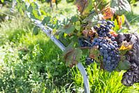 Druiventak wijngaard Frankrijk