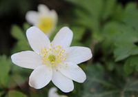 Fleur, blanche avec du jaune