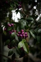 La splendeur des baies violettes : l'attrait mystérieux de la nature