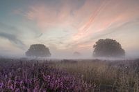 Heath landscape in dawn