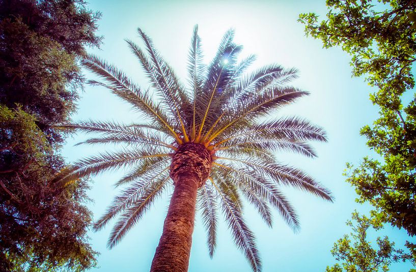 Palmboom by Studio Mirabelle