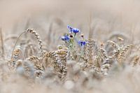 cornflowers in a field of wheat