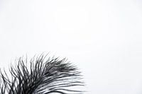 Black feather dreamy