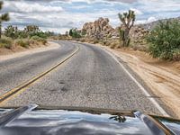 mustang joshua tree park 