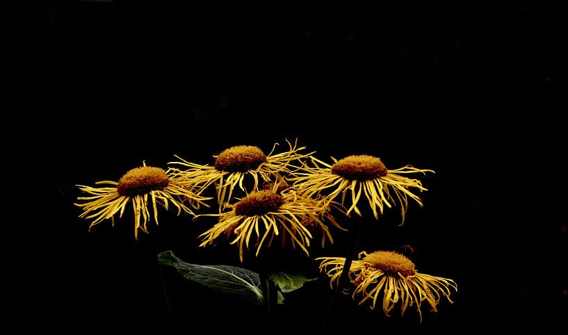 Artsy Black&amp;Yellow Flowers by Through Kristels Lens