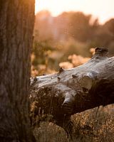 Untergehende Sommersonne