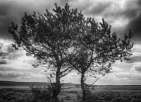 Atmosphère sur la Haute Veluwe
