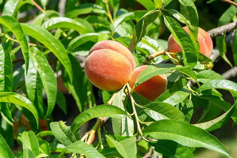reifer Pfirsiche an einem Strauch von Animaflora PicsStock
