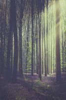 Aube de la forêt enchantée