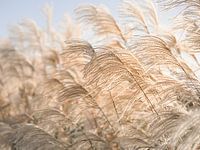 Waving reed plumes in soft light