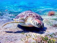 Tortue de mer à l'atterrissage sur le sable