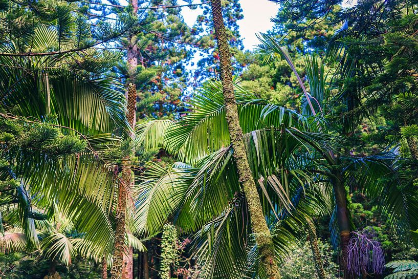 Urwald auf den Azoren von Sascha Kilmer