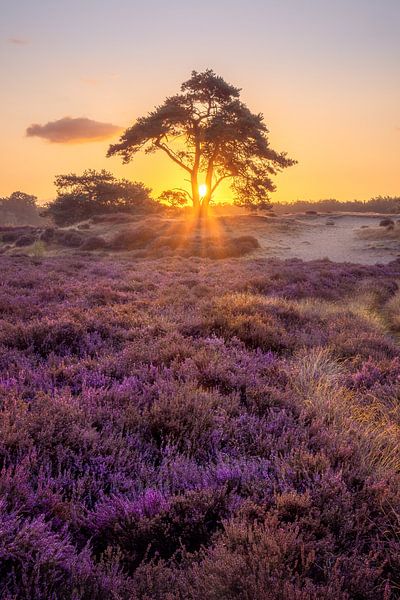 Violettes Heidekraut. von Marco Lok