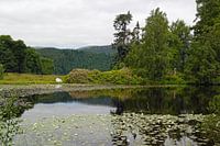 Lily pond at the Plodda Falls
