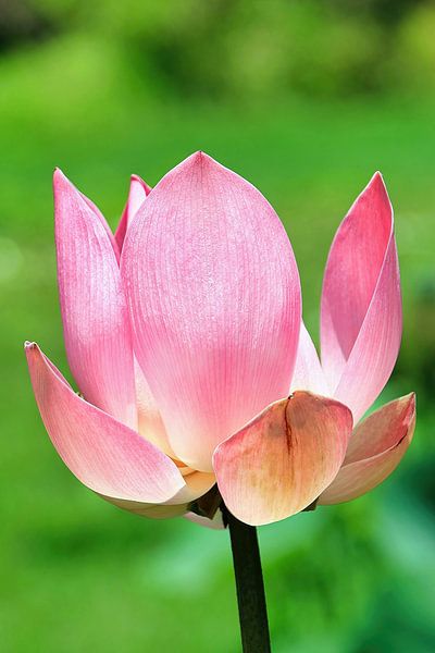 Heiliger Lotus von Eduard Lamping