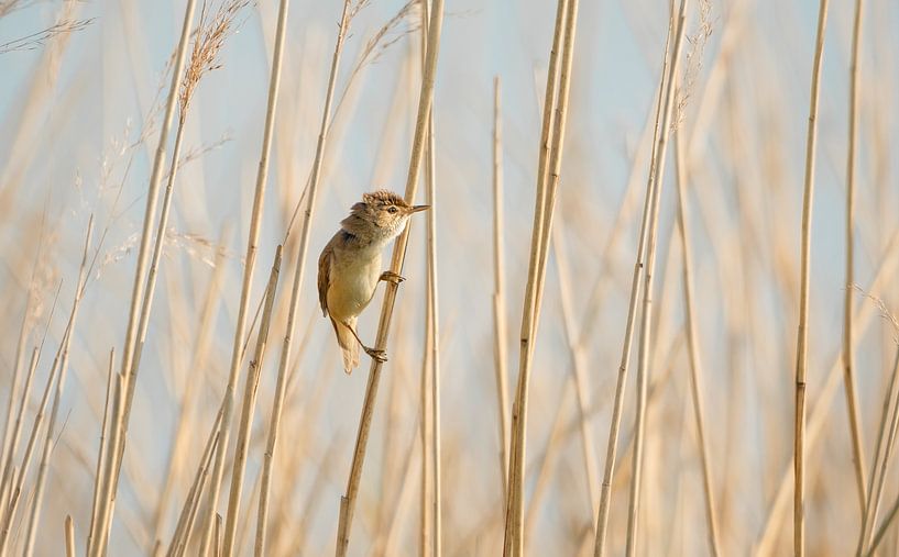 Rousserolle des roseaux dans les roseaux par Patrick Schwarzbach