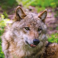 Portrait of a young wolf