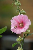 Biene im Anflug auf die Stockrose (Alcea rosea).