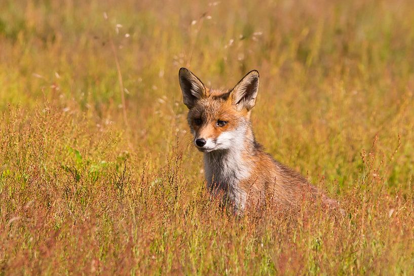 Fox par David van 't Hof