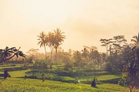View over the rice fields of Ubud on Bali Indonesia