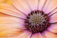 Spanisch Gänseblümchen