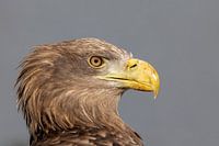 Weißkopfseeadler Europäisch, ruhend, Porträt