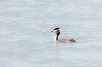 Lappentaucher auf Marker Wattenmeer II
