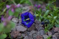 Diepblauwe bloem Koningsblauw