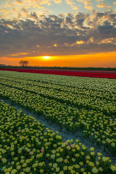 paysage de tulipes par peterheinspictures