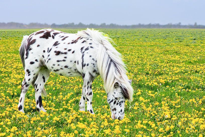 Spotted horse grazing in pasture with yellow dandelions by Ben Schonewille