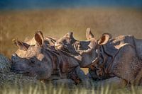 Rhinocéros dans paysage