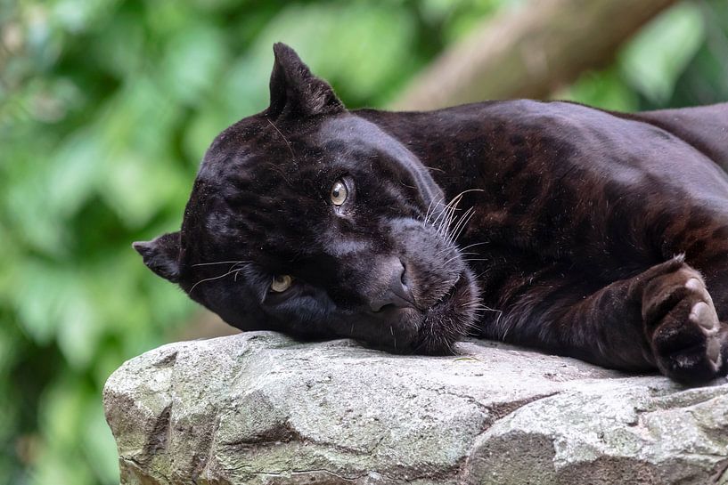 Jaguar par Edwin Butter