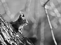 Eichhörnchen, Eichhörnchen, Herbst, Walnussbaum, sonnig, knabbern
