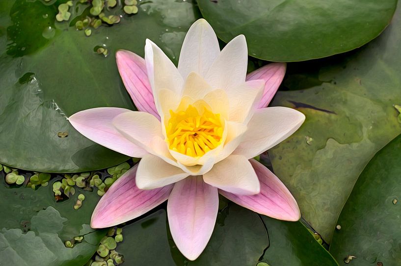 Weiße Seerose - 02 von André Scherpenberg