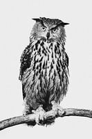 Fine-art portrait of an Eagle Owl in Black and White
