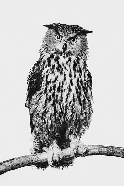 Fine-art portrait of an Eagle Owl in Black and White by Lotte van Alderen