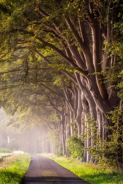 Baumreihe von Patrick Rodink