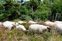 Sommerliche Ruhe in den blühenden Mooren