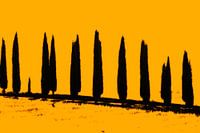 Silhouetten van cypressen, Toscane.