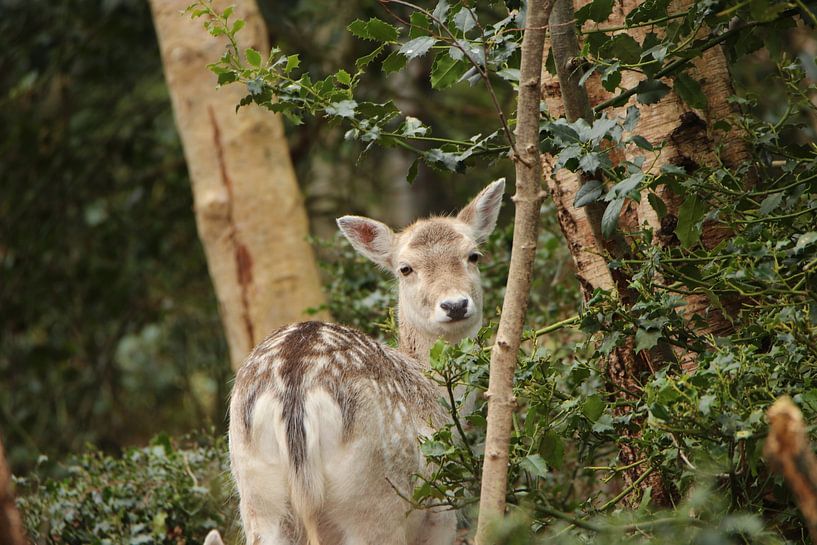 Mignon petit cerf par Wendy Hilberath