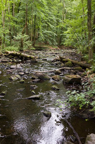 Natur in schwedischen Wäldern von Kees van Dun