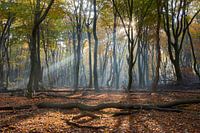 Lichtstrahlen- und Herbstfarben im Wald