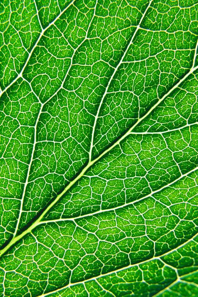 Lijnen van het leven van Florian Kunde