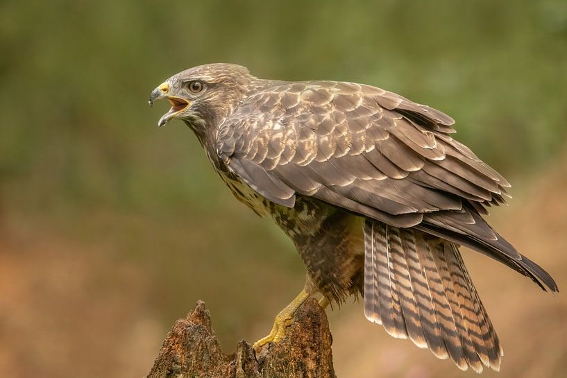 Bussard im Wald von Tanja van Beuningen