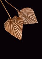 Palmenblätter auf Schwarz