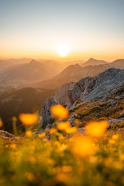 blumige Sicht auf die Tannheimer &amp; Allgäuer Alpen zum Sonnenuntergang von Leo Schindzielorz