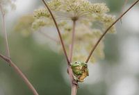 Tree frog on common hogweed