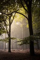 Grands arbres dans le brouillard