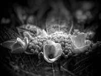 Hortensia in zwart wit