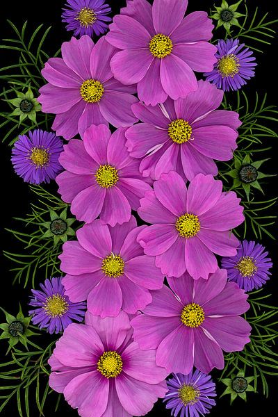 Cosmea Sensation flowers by Elles Rijsdijk